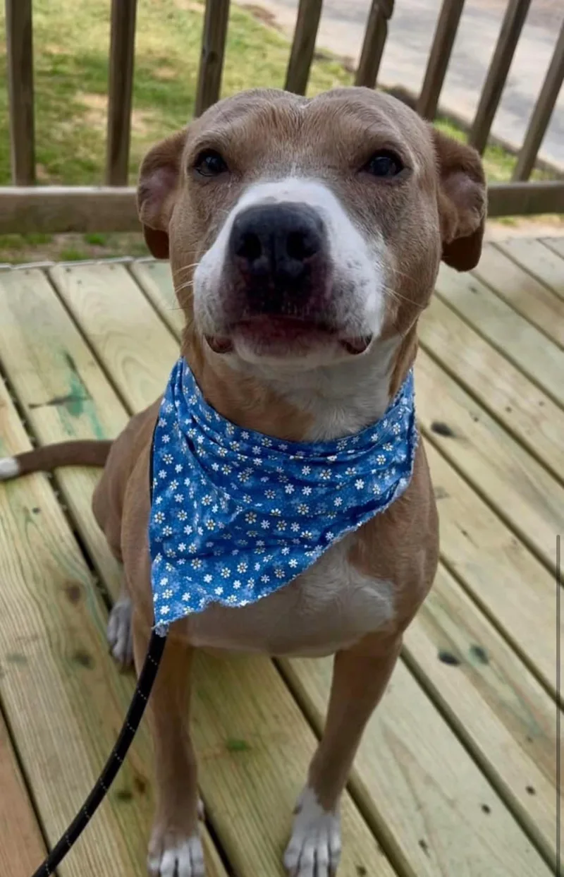 An adult medium-sized female American Staffordshire Terrier dog named Bonnie for adoption in Tyler, TX