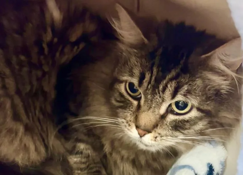A senior medium-sized male Domestic Medium Hair cat named Kendall for adoption in Elizabethton, TN