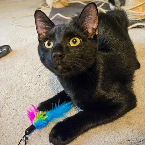 A baby small-sized male Domestic Short Hair cat named Samwise for adoption in Des Moines, IA