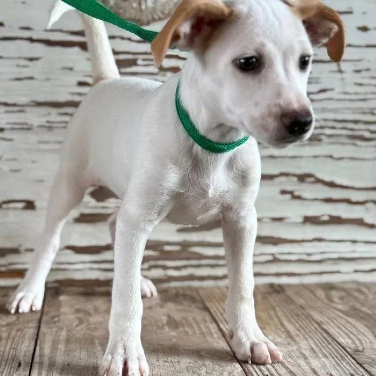 A young small-sized male Red / Chestnut / Orange Jack Russell Terrier dog named Fargo for adoption in Carrollton, TX