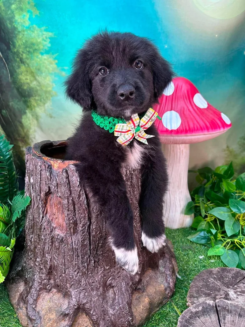 A baby large-sized male Black Great Pyrenees dog named Mortimer for adoption in Winchester, KY