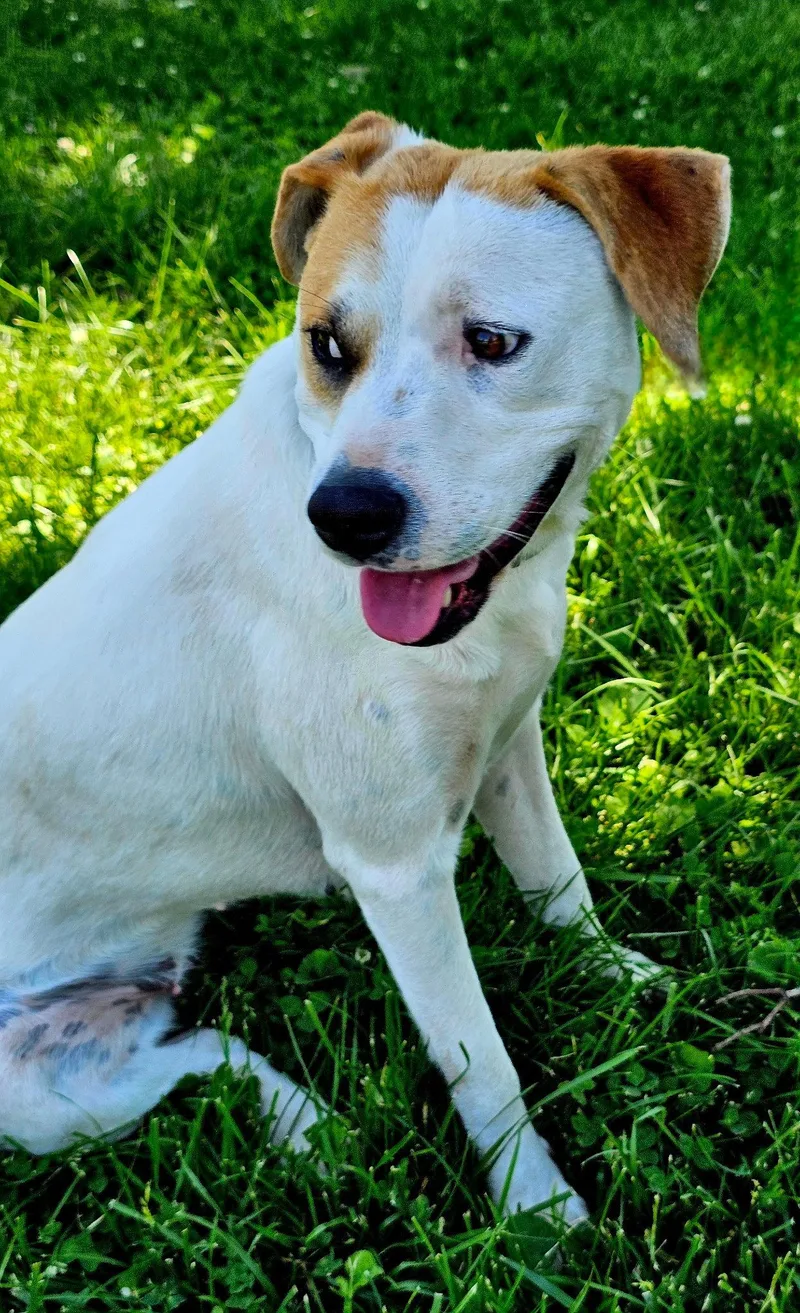 Mika