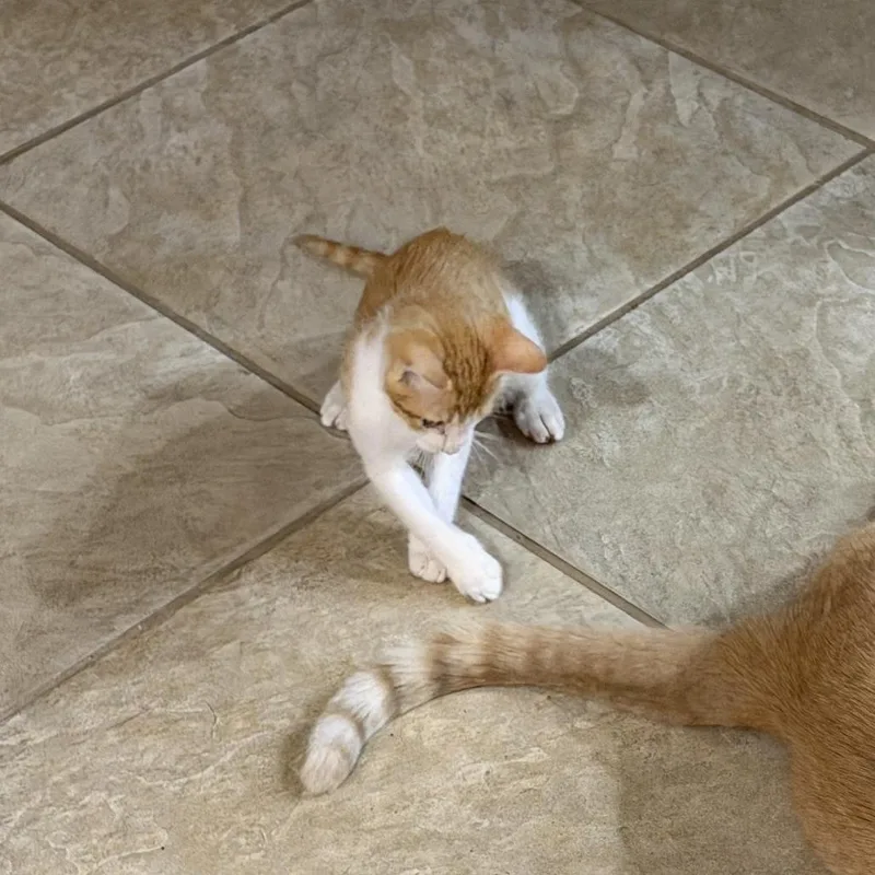 A baby small-sized male Domestic Short Hair cat named Cheese Puff for adoption in Houston, TX