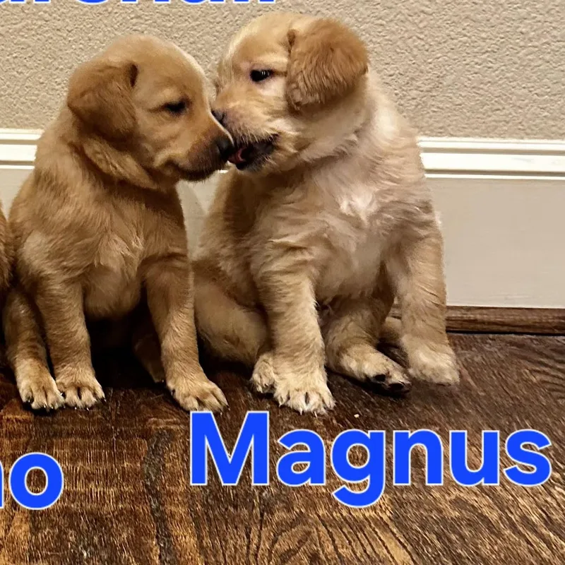 A baby medium-sized male Golden Goldendoodle dog named Magnus for adoption in Dallas, TX