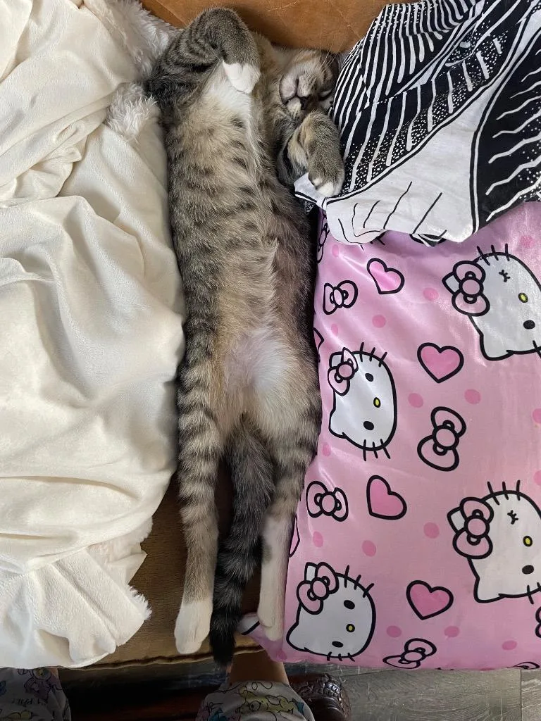 A baby small-sized male Tabby cat named Cash for adoption in San Antonio, TX