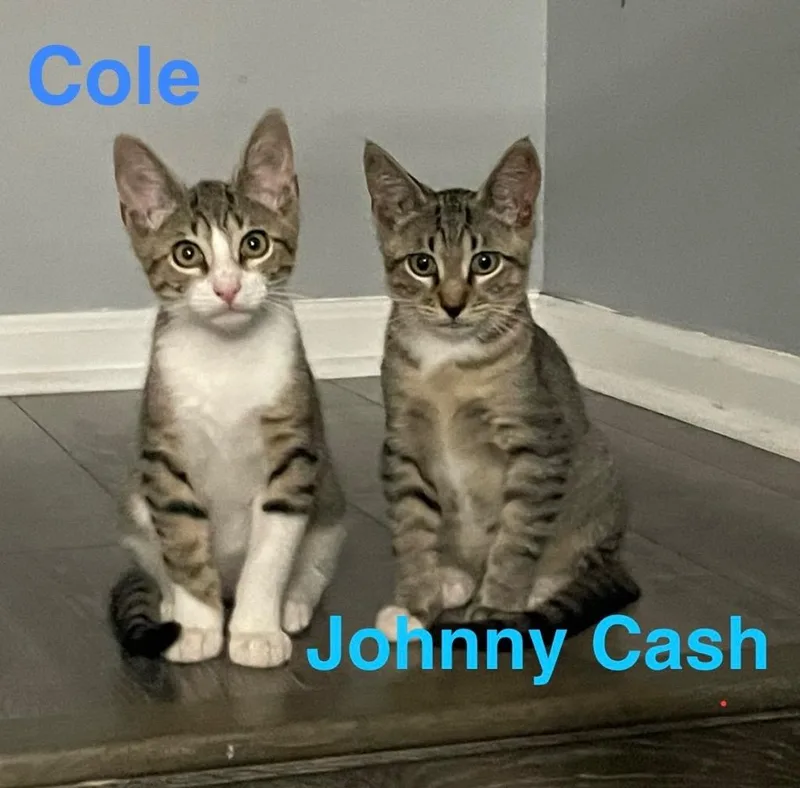 Cash thumbnail 4