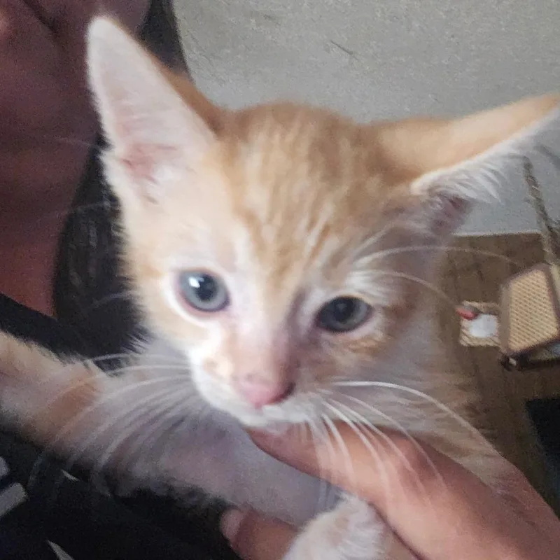 A baby small-sized male American Shorthair cat named Samson for adoption in Klamath Falls, OR