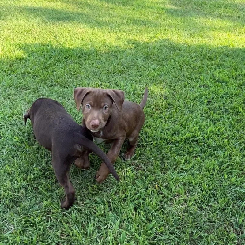 A baby medium-sized male Brown / Chocolate Labrador Retriever dog named Mousse for adoption in Raeford, NC