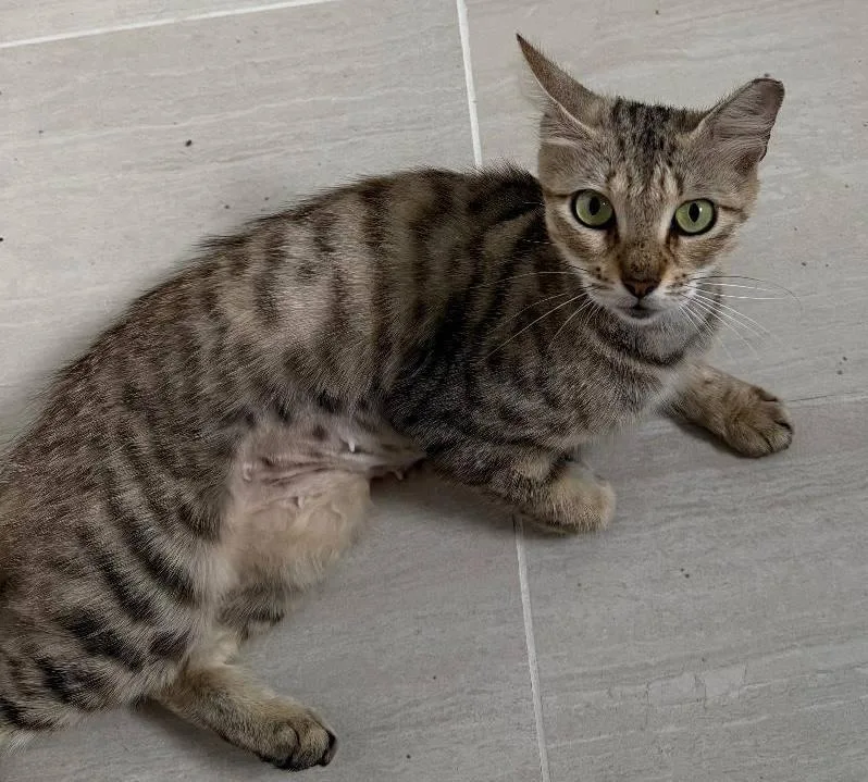 A young medium-sized female Domestic Short Hair cat named Miso PSP for adoption in Oakland Park, FL