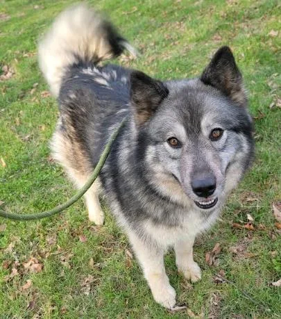 An adult large-sized male Gray / Blue / Silver Mixed Breed dog named Nikki for adoption in Alexandria, VA