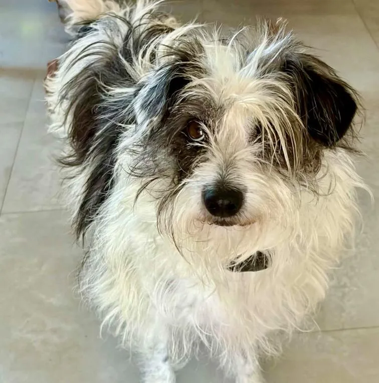 An adult small-sized female White / Cream Miniature Schnauzer dog named Sweet Pea for adoption in Mead, CO