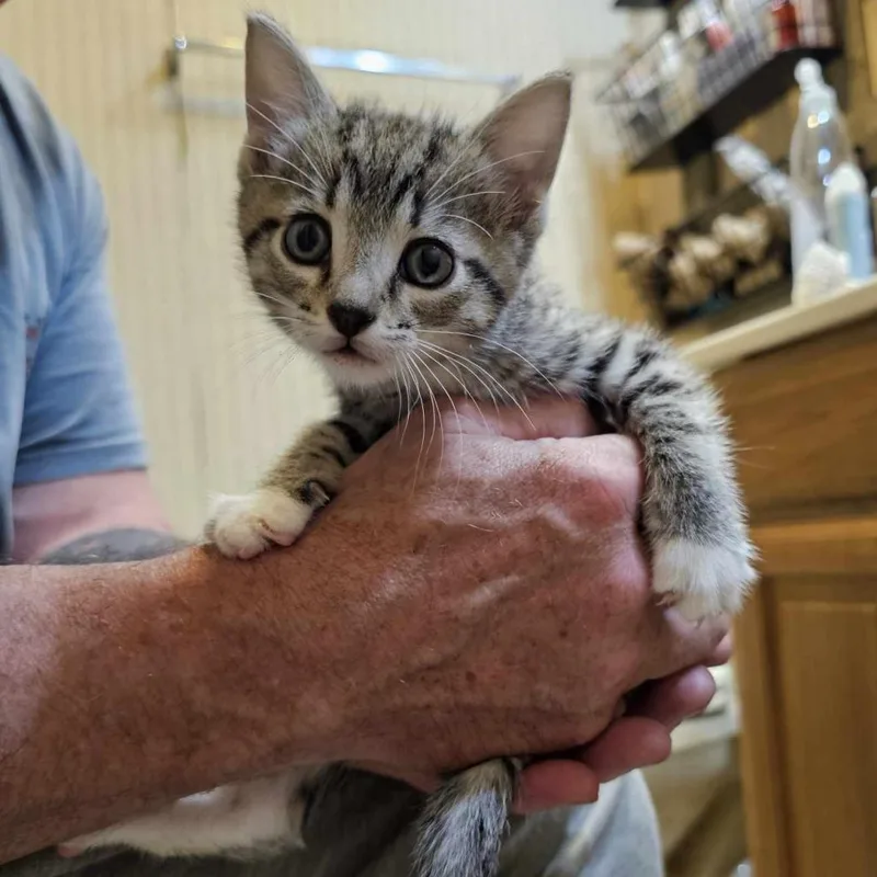 Pepper Jack thumbnail 3