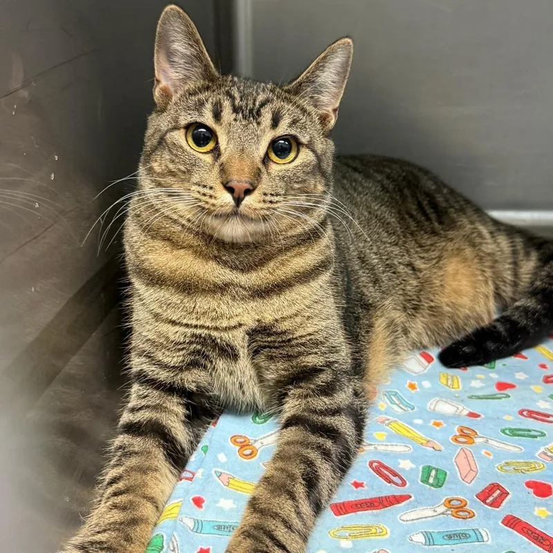 A young small-sized female Brown / Chocolate Domestic Short Hair cat named Peeps for adoption in Casa Grande, AZ