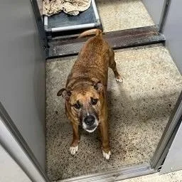An adult small-sized male Mixed Breed dog named Randall for adoption in Ashtabula, OH
