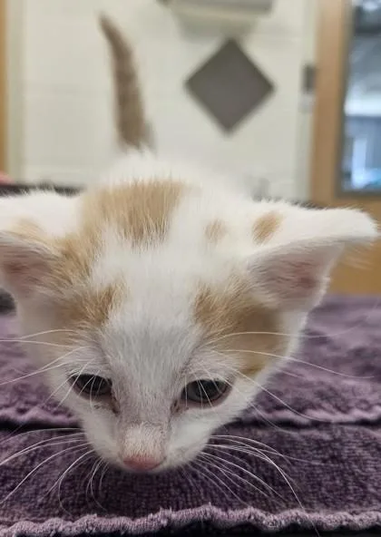 A baby small-sized male Domestic Short Hair cat named Rusty for adoption in Edgewood, NM
