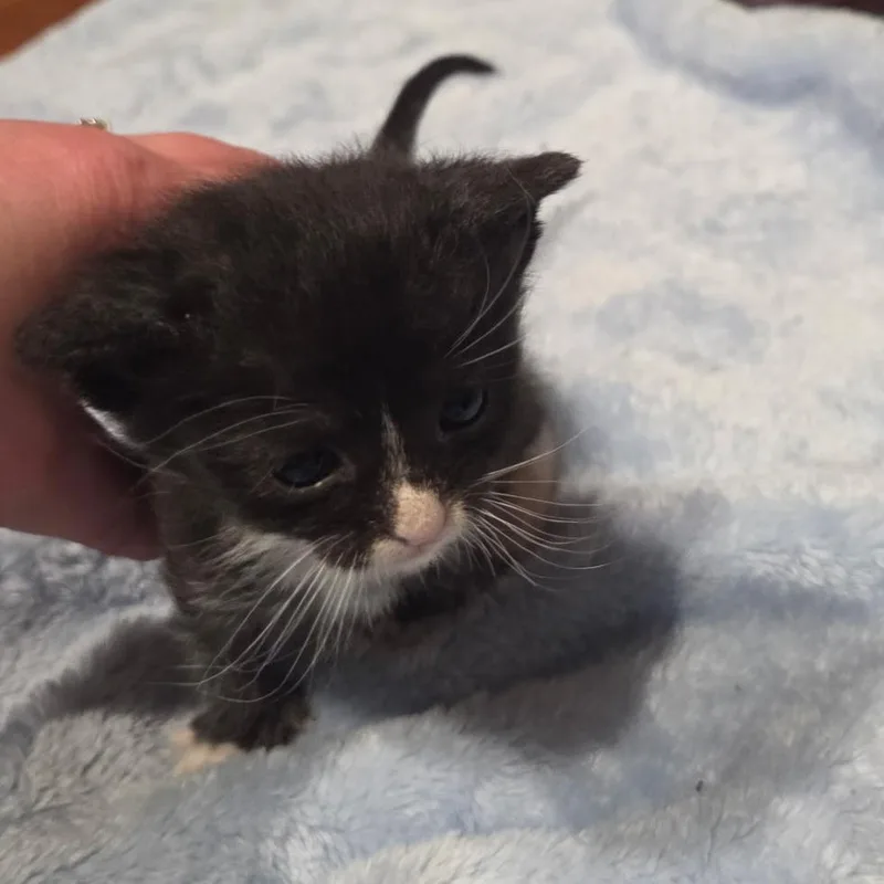 A baby small-sized female Black Domestic Short Hair cat named Bumblebee for adoption in Bel Air, MD