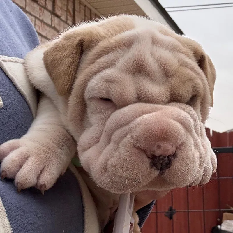 A baby small-sized female Apricot / Beige Pit Bull Terrier dog named Dutton for adoption in Midland, TX