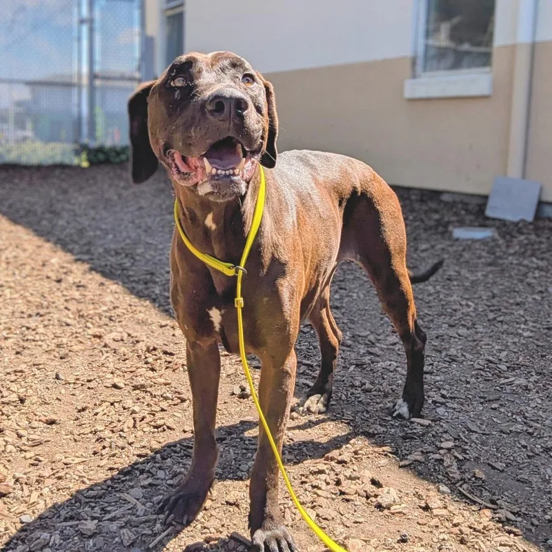 An adult large-sized female Mixed Breed dog named Lila for adoption in Oakland, CA