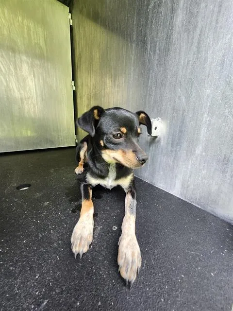 A young small-sized female Terrier dog named Mija for adoption in San Antonio, TX