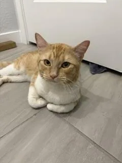 A young medium-sized male Orange / Red Domestic Short Hair cat named Billy Biscuits for adoption in Chandler, AZ