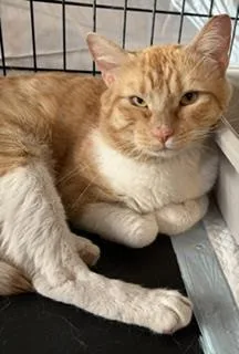 Billy Biscuits thumbnail 3