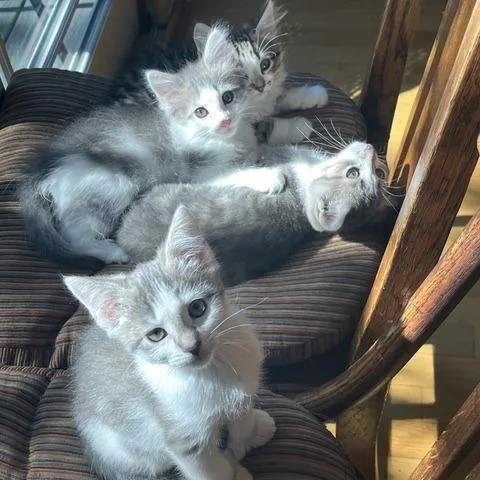 A baby small-sized male Domestic Medium Hair cat named Louis Armstrong for adoption in South Burlington, VT