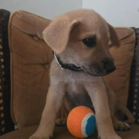 A baby medium-sized male Yellow / Tan / Blond / Fawn Australian Shepherd dog named Edward for adoption in Overland Park, KS