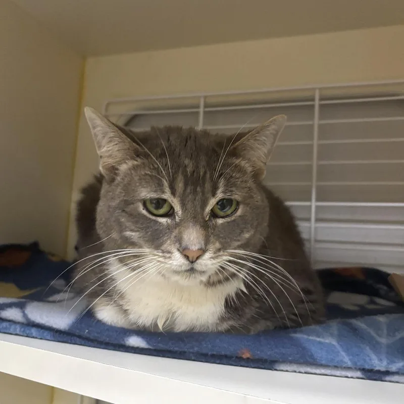 A senior medium-sized female Gray / Blue / Silver Domestic Short Hair cat named Lana for adoption in Newark, DE