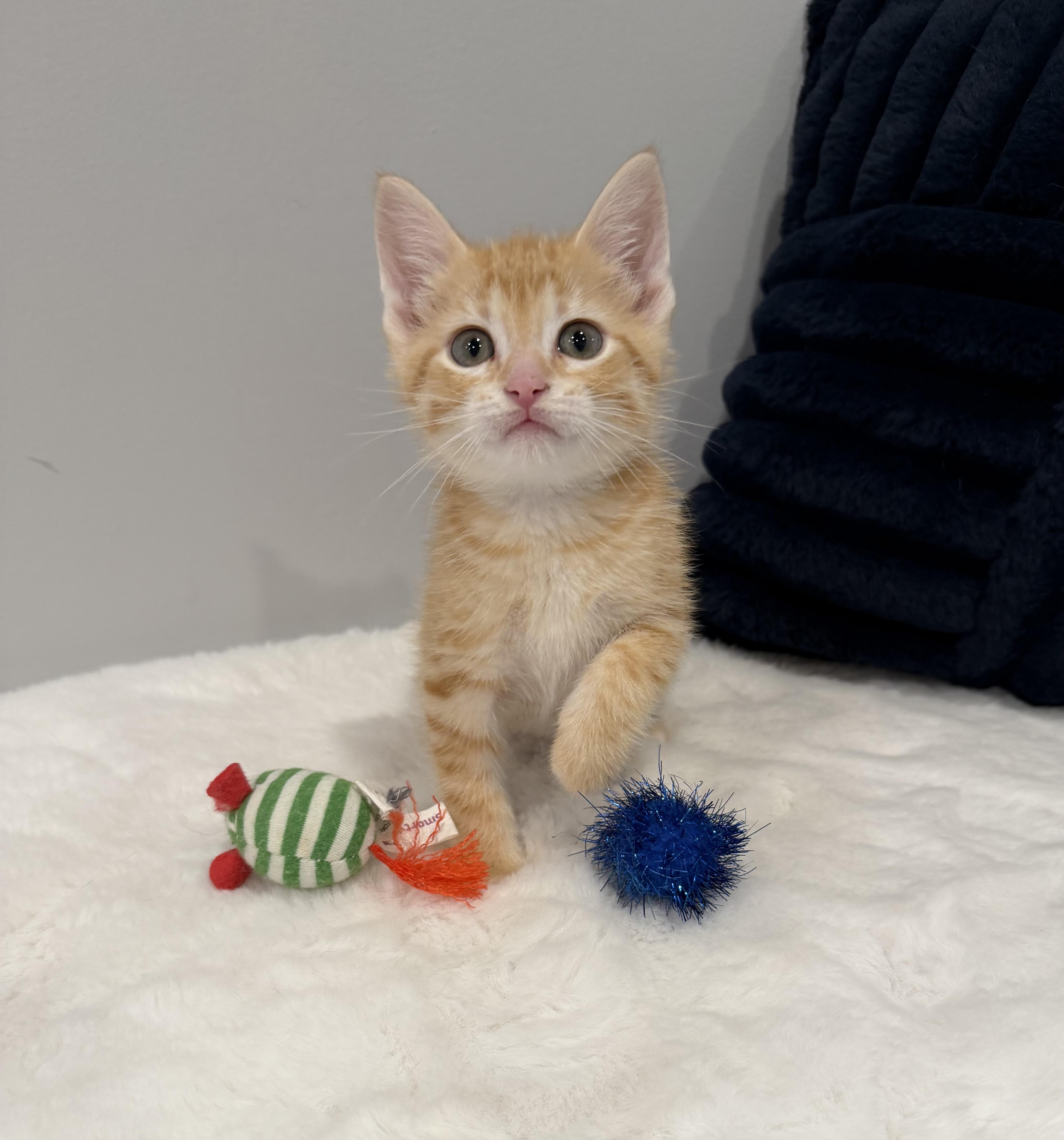 A baby medium-sized male Tabby (Orange / Red) Domestic Short Hair cat named Navel for adoption in Chicago, IL