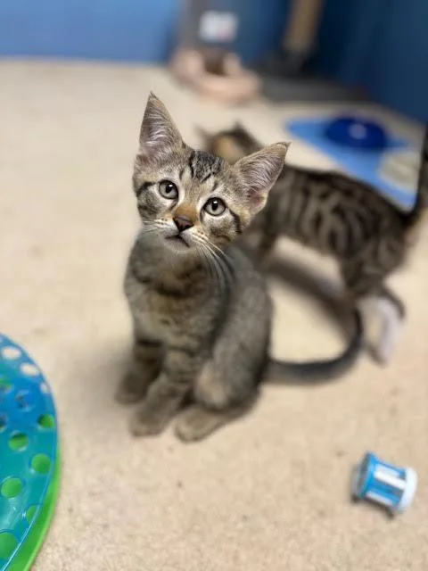 A baby medium-sized male Domestic Short Hair cat named Plum Willow Grove for adoption in Greenville, DE