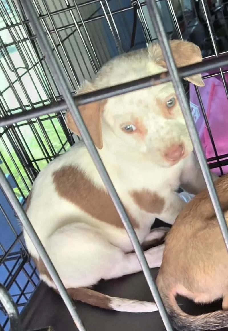 A baby medium-sized female Mixed Breed dog named Luna mississippi pup for adoption in Eatontown, NJ
