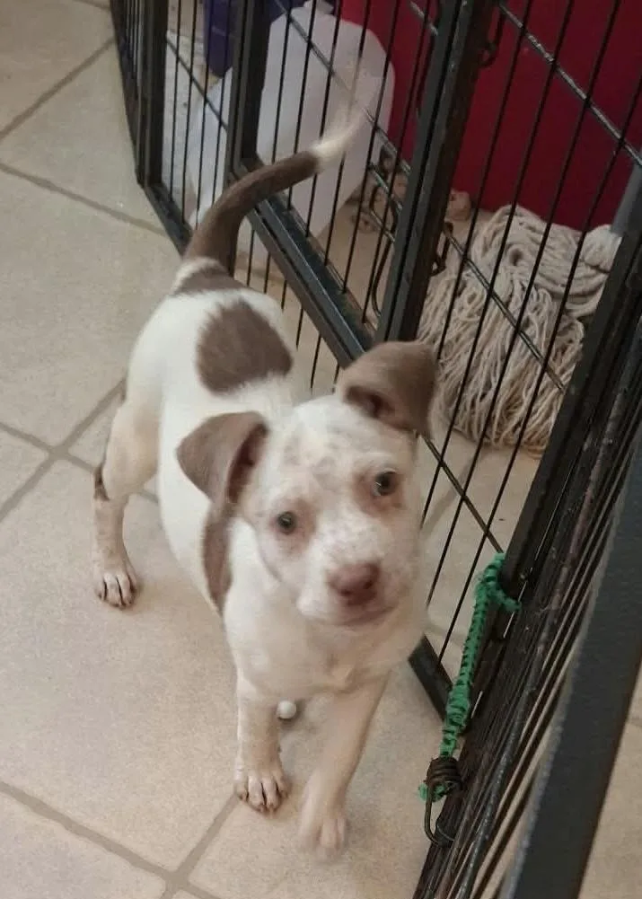 Luna mississippi pup thumbnail 2