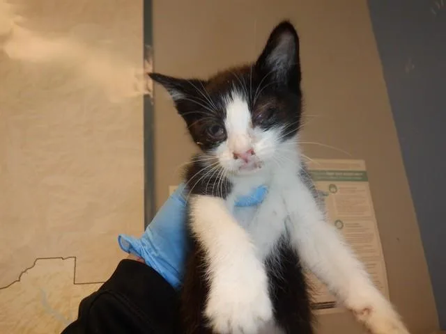 A baby small-sized female Domestic Short Hair cat named Trader Joes for adoption in San Jose, CA