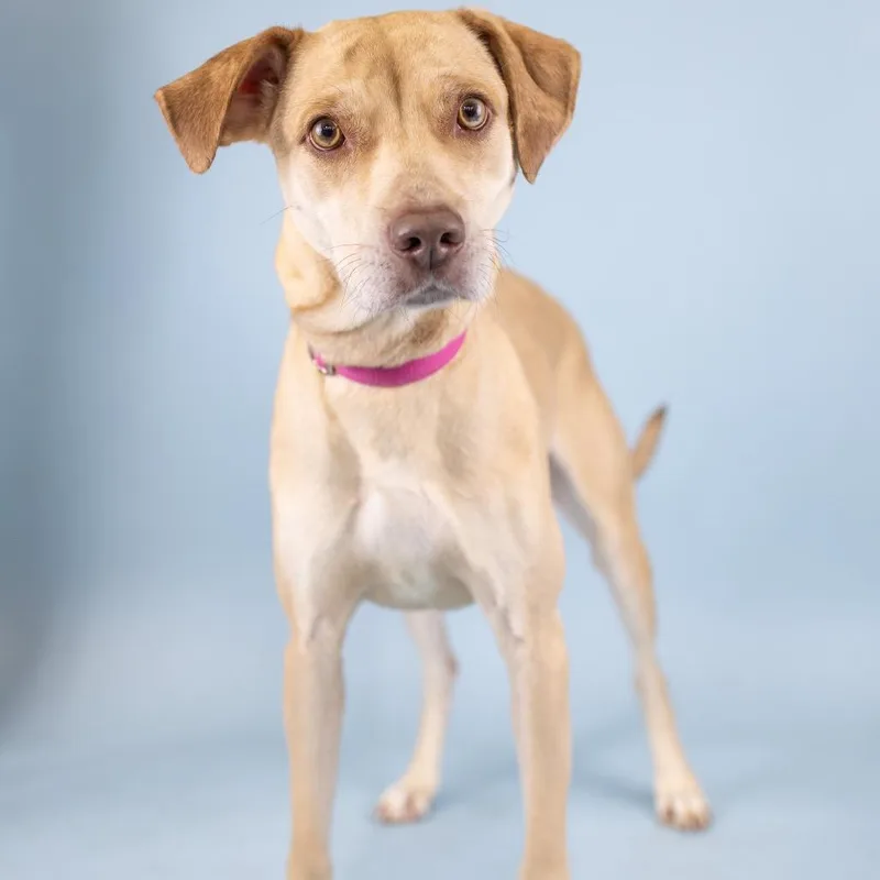 An adult medium-sized female Yellow / Tan / Blond / Fawn Mixed Breed dog named Nellie for adoption in Portland, OR