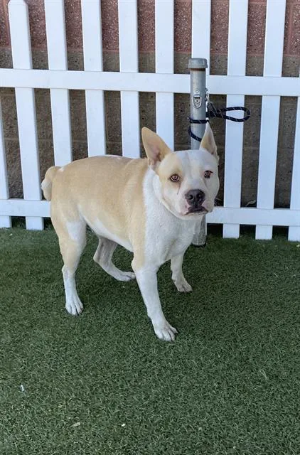 A young large-sized male Pit Bull Terrier dog named Cutler for adoption in Modesto, CA