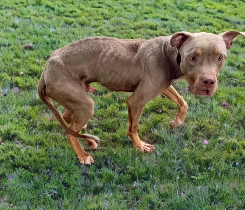 A young large-sized male Doberman Pinscher dog named Phantom for adoption in Petersburg, VA