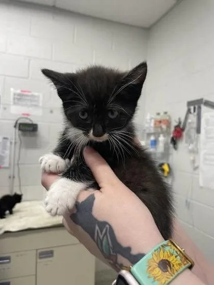 A baby small-sized female Domestic Short Hair cat named Princess Wooliam for adoption in Washington, DC