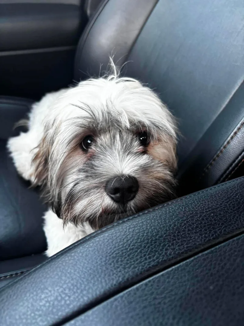 A young small-sized female White / Cream Lhasa Apso dog named Harper for adoption in Green Bay, WI