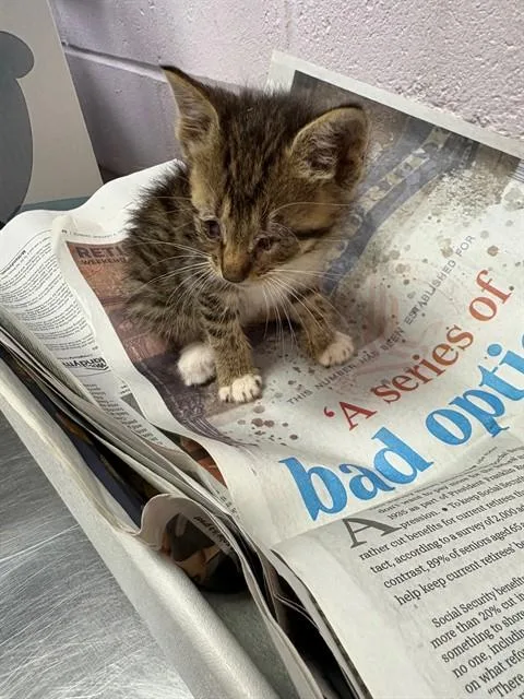A baby small-sized female Domestic Short Hair cat named Johanna for adoption in Jacksonville, FL