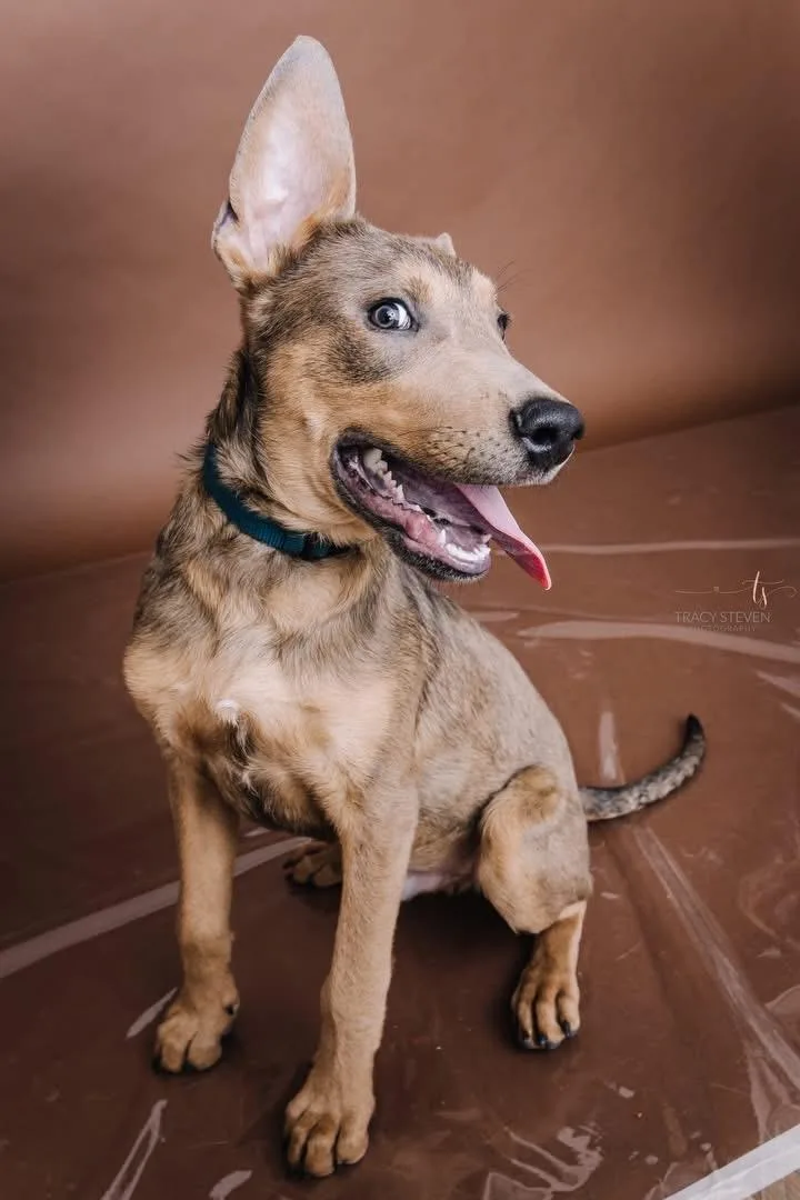 A baby medium-sized male Australian Cattle Dog / Blue Heeler dog named Benny for adoption in Humble, TX