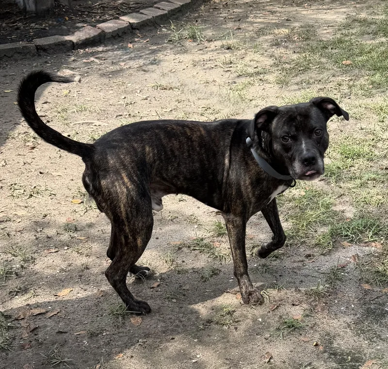 An adult medium-sized male Brindle Mixed Breed dog named Cooper for adoption in Slidell, LA