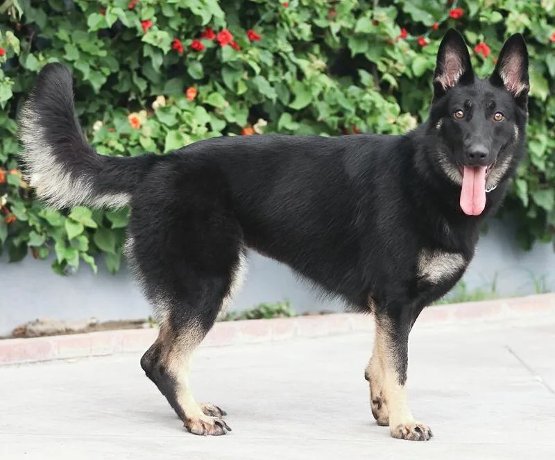 A young large-sized female Bicolor German Shepherd Dog dog named Zara von Zarrendorf for adoption in Los Angeles, CA