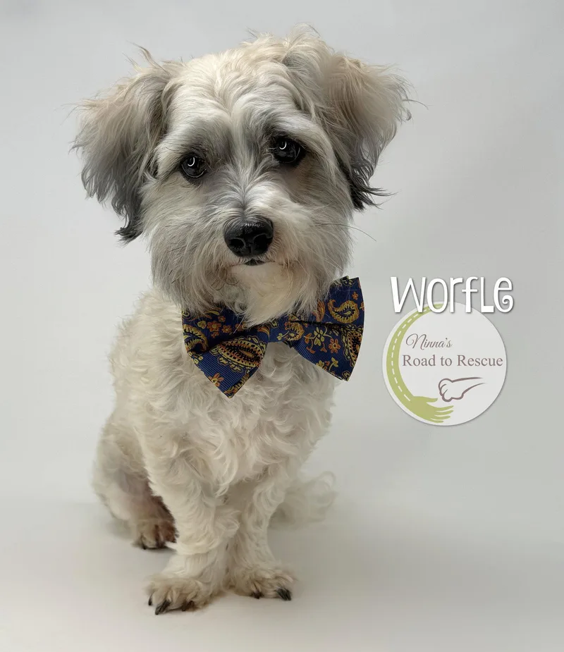 An adult small-sized male Shih Tzu dog named Worfle for adoption in Benton, LA