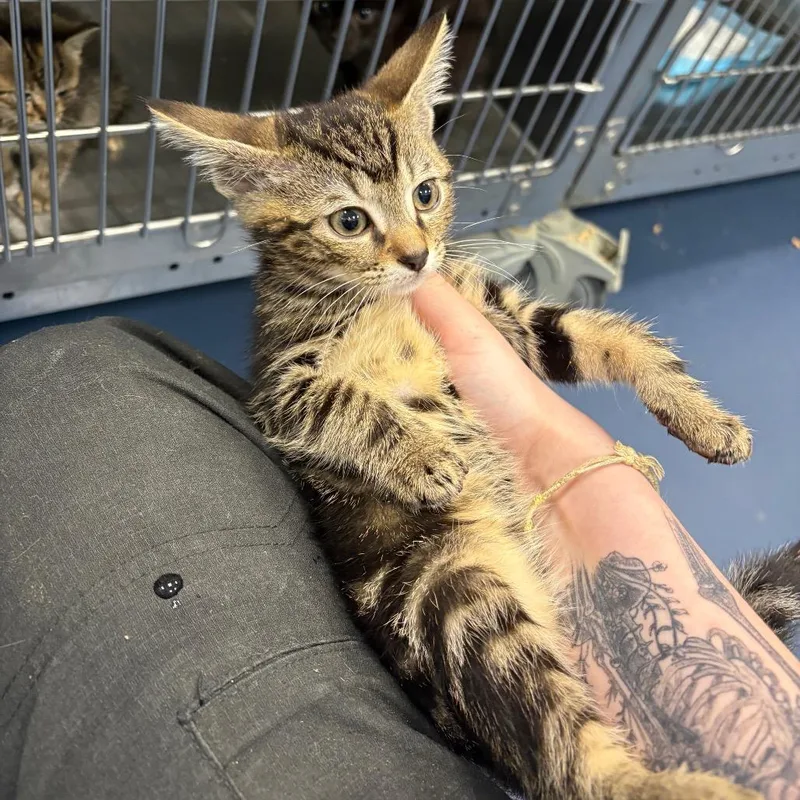 A baby small-sized male Brown / Chocolate Domestic Short Hair cat named Perky for adoption in Greensboro, NC