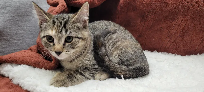 Billie Jean thumbnail 2