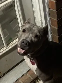 An adult large-sized female Mixed Breed dog named Junie for adoption in Memphis, TN