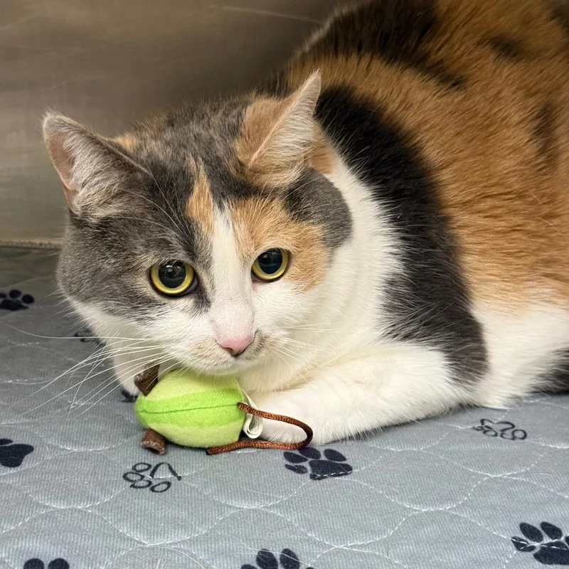 An adult large-sized female Domestic Medium Hair cat named Platypus for adoption in Winston-Salem, NC