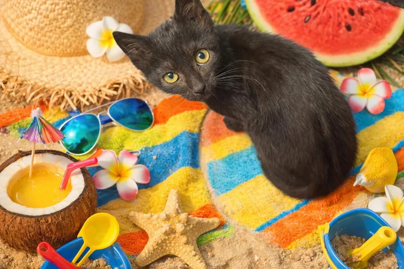 A baby medium-sized female Black Domestic Short Hair cat named Kona for adoption in Fremont, CA