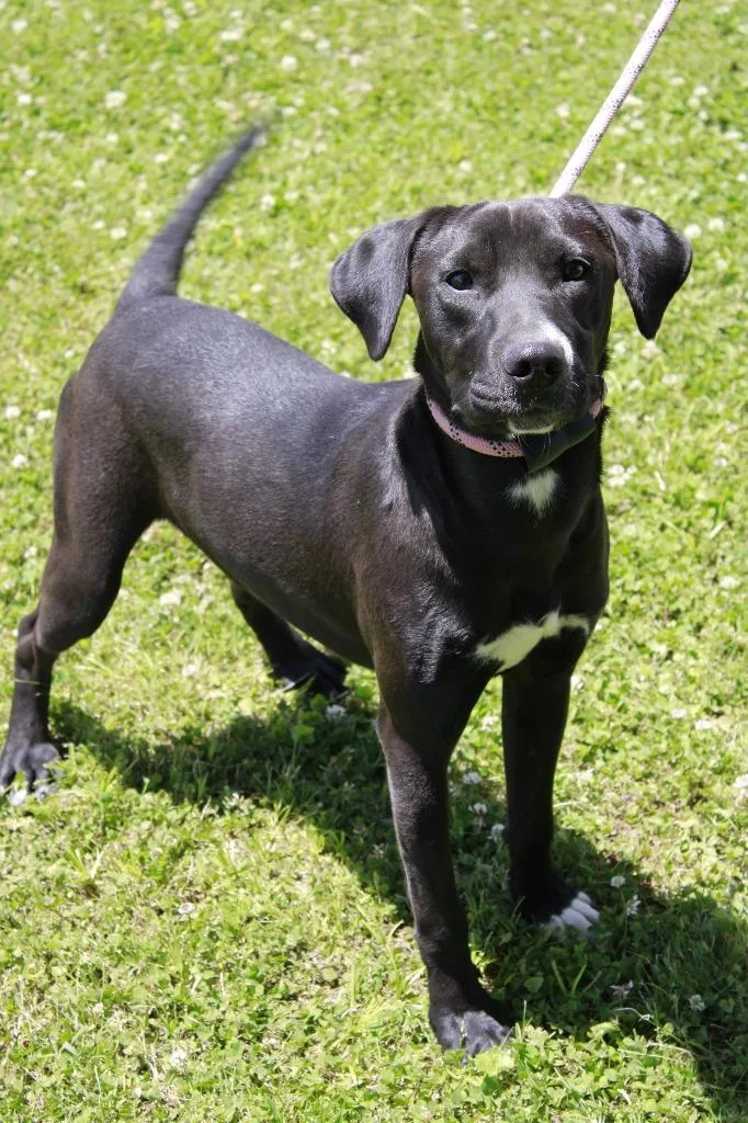 A baby medium-sized male Mixed Breed dog named Ozzy for adoption in Dyersburg, TN