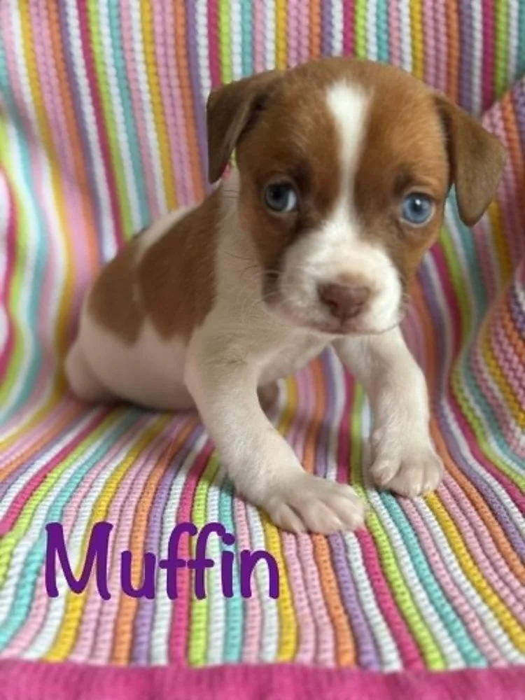 Muffin